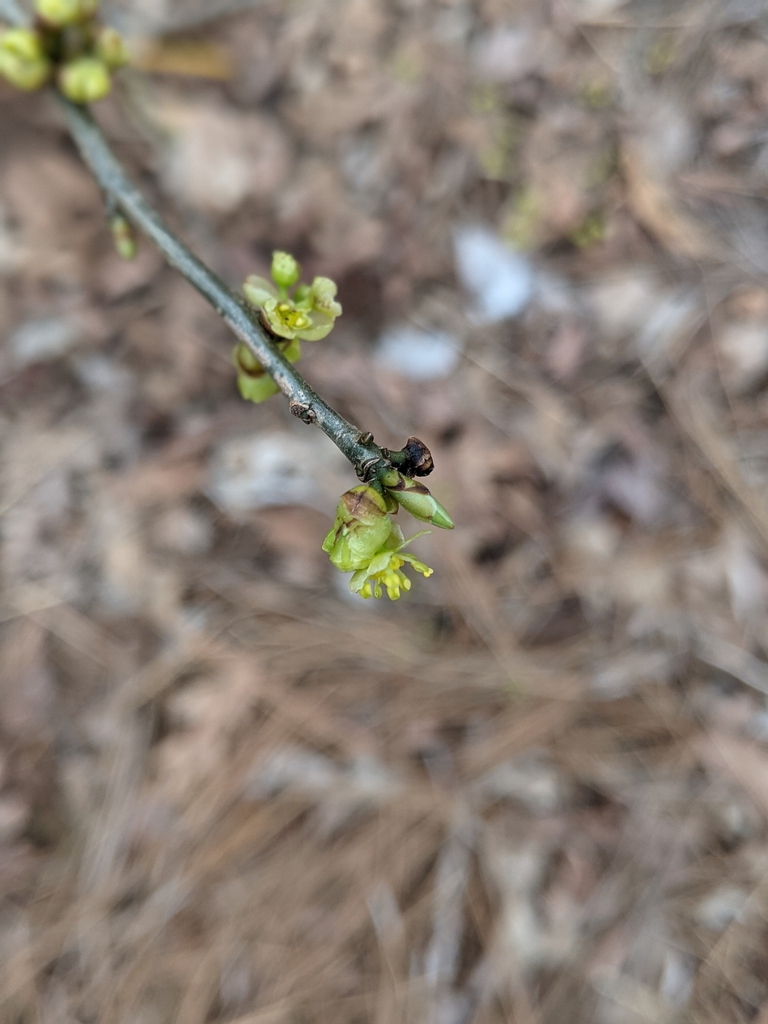 Stem