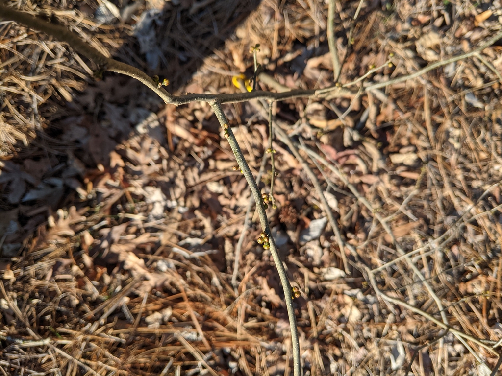 Lindera benzoin