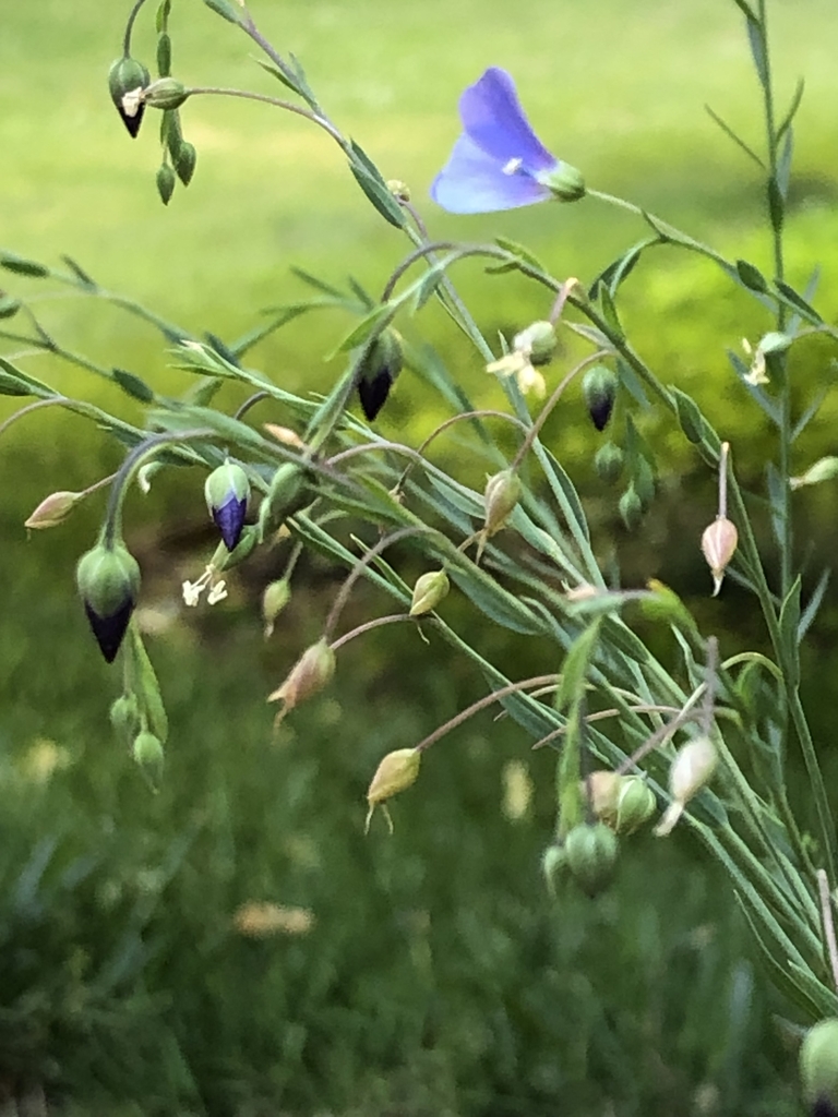 seed capsules
