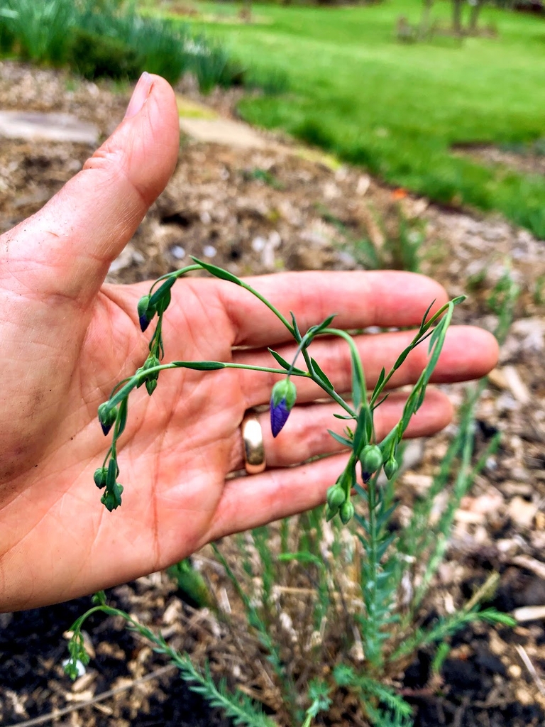 flower buds
