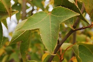 leaf