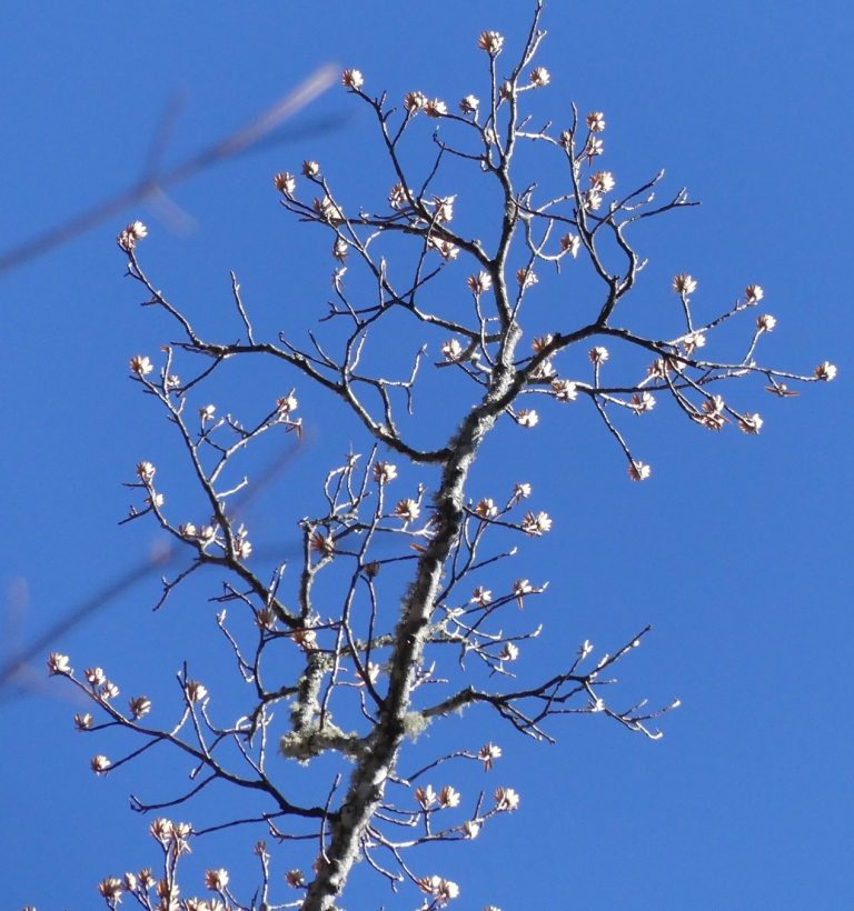 Tree with bare branches bearing terminal fruits.