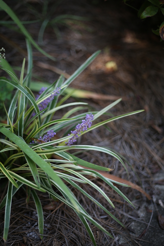 Liriope muscari