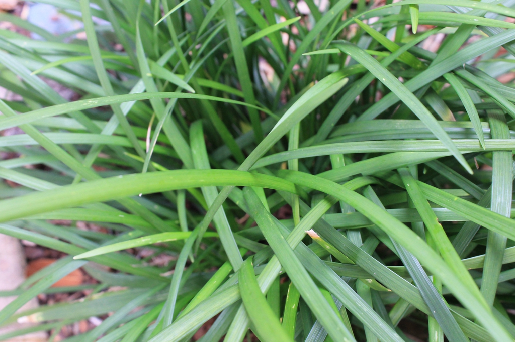 liriope  muscari skdavdison at nhc arboretum in wilmington