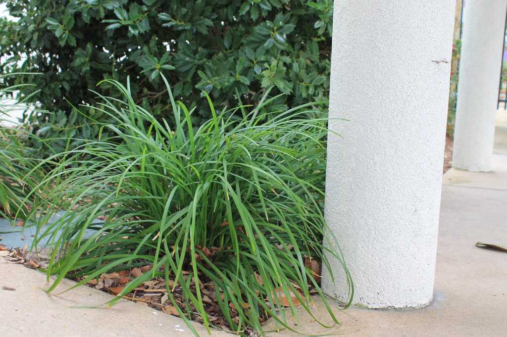 liriope  muscari skdavdison at nhc arboretum in wilmington