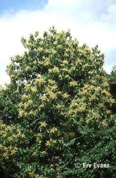 Lithocarpus henryi