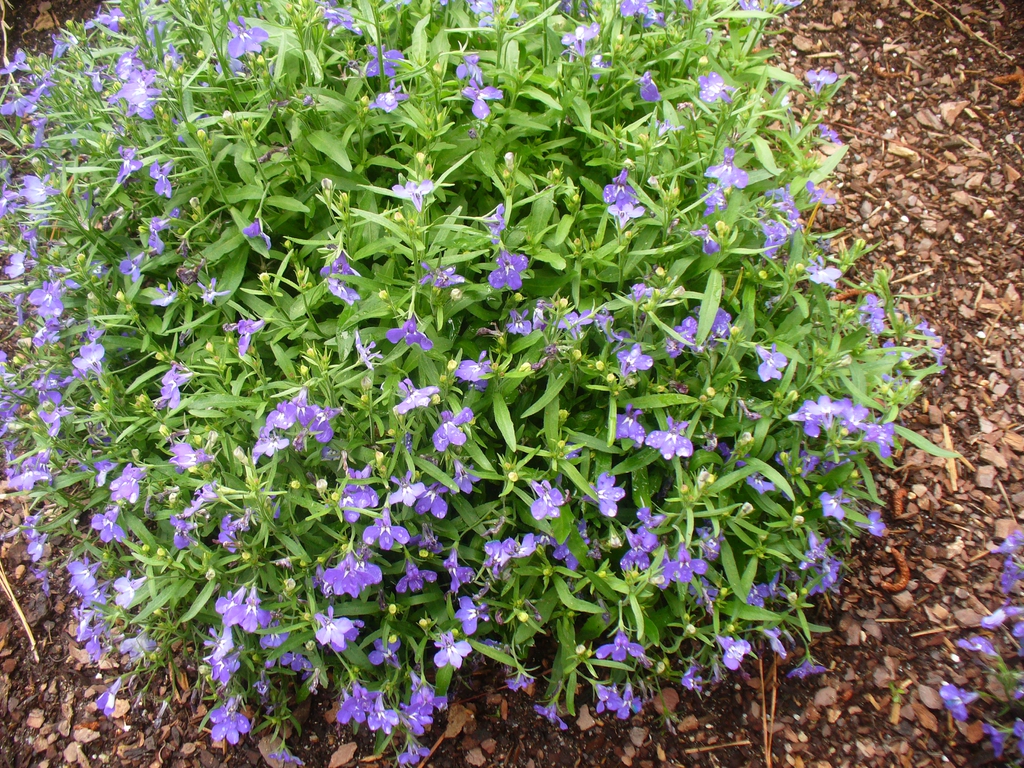 Flowers and form in spring in Moore County