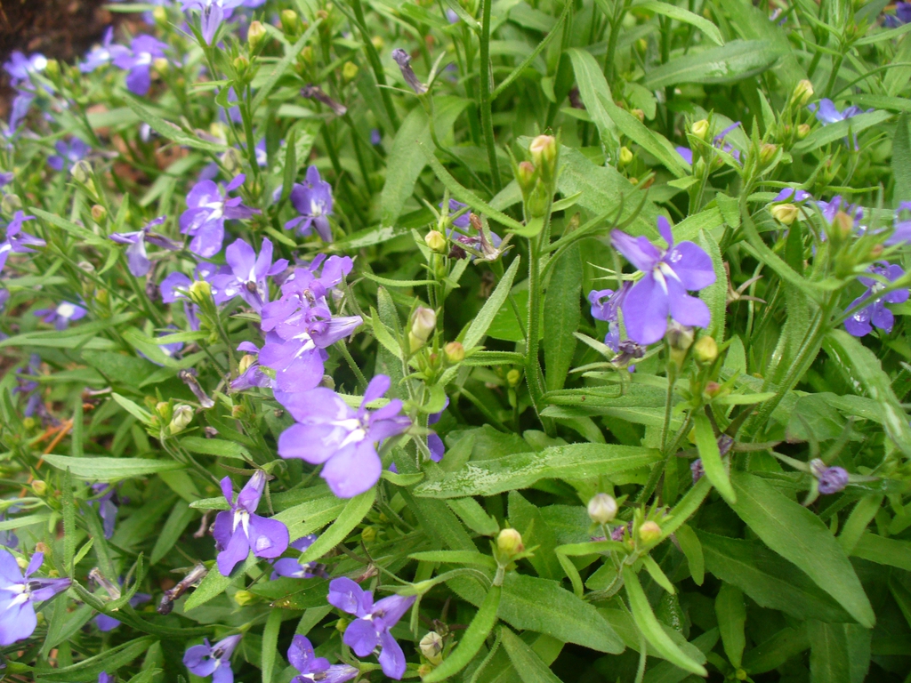 Purple flowers and leaves in spring in Moore County