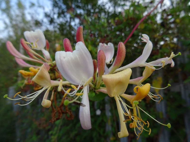 Tubular pink and white flowers with recurved corolla lobes
