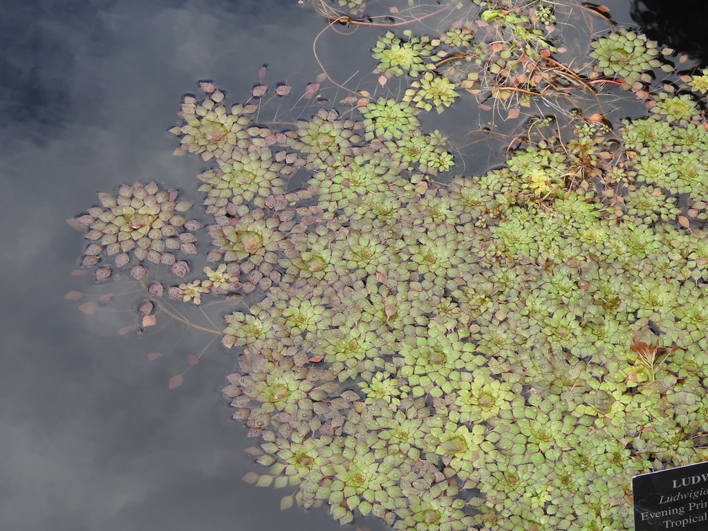 Ludwigia sedoides