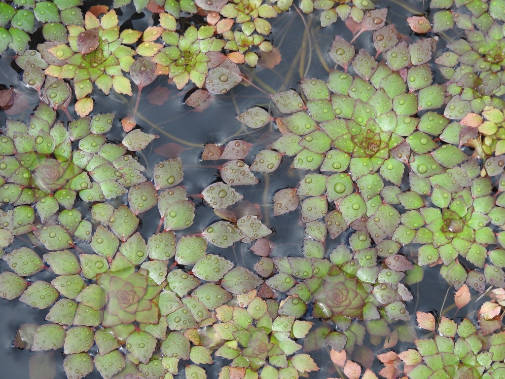 Ludwigia sedoides leaves