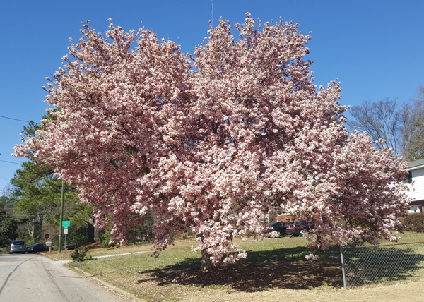 Magnolia liliflora