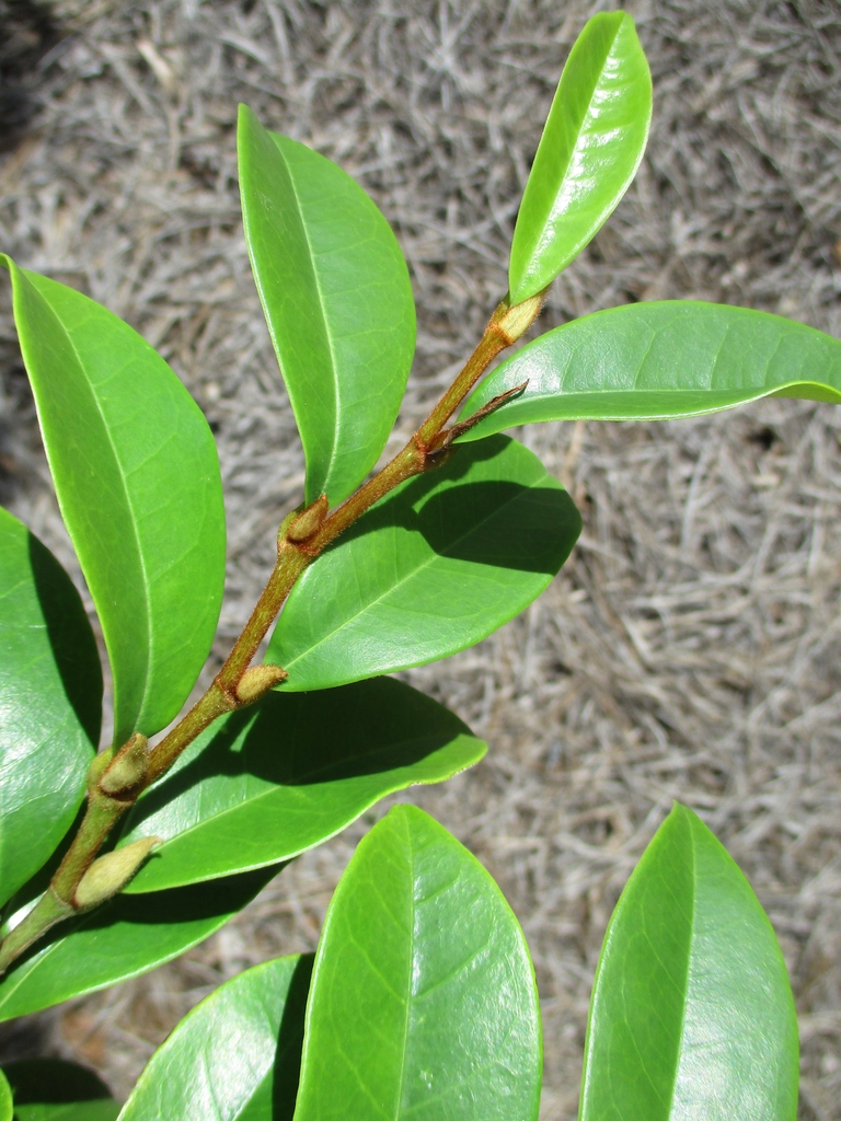 Leafy shoot showing alternate leaves and fuzzy twigs.