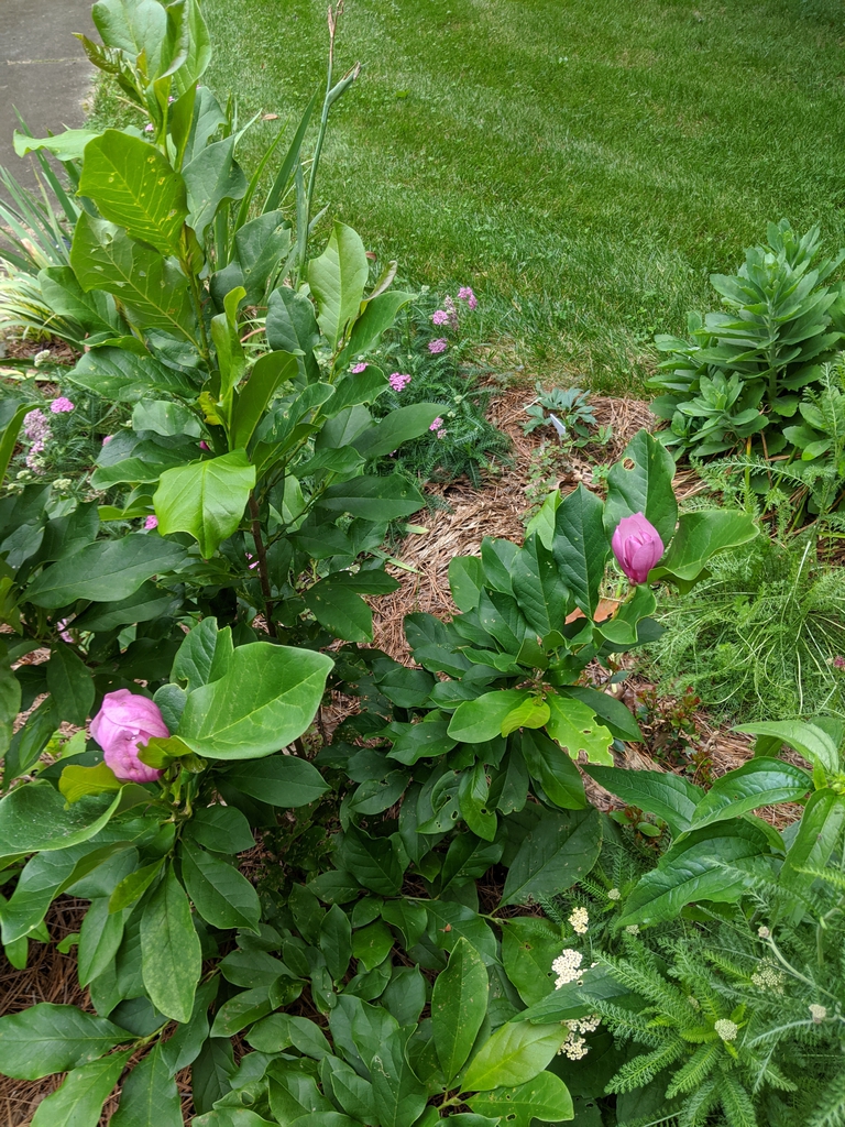 Magnolia liliiflora