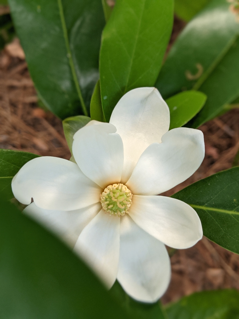 bloom May 2021