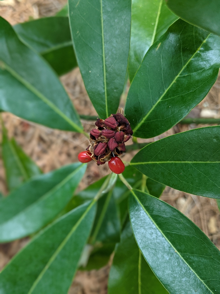 fruits July 2021