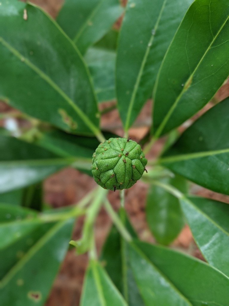 fruit forming June 2021