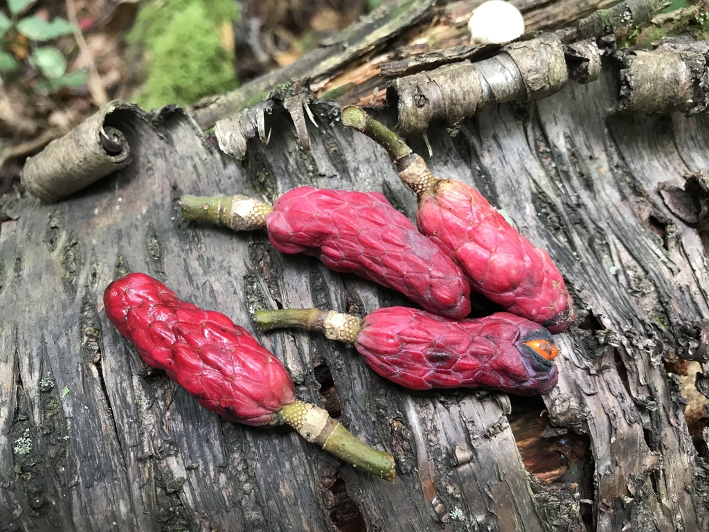 Fruits