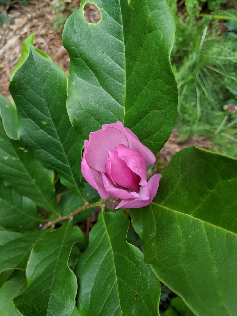 Magnolia liliiflora