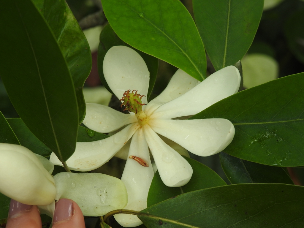 var australis 'Henry Hicks' flower