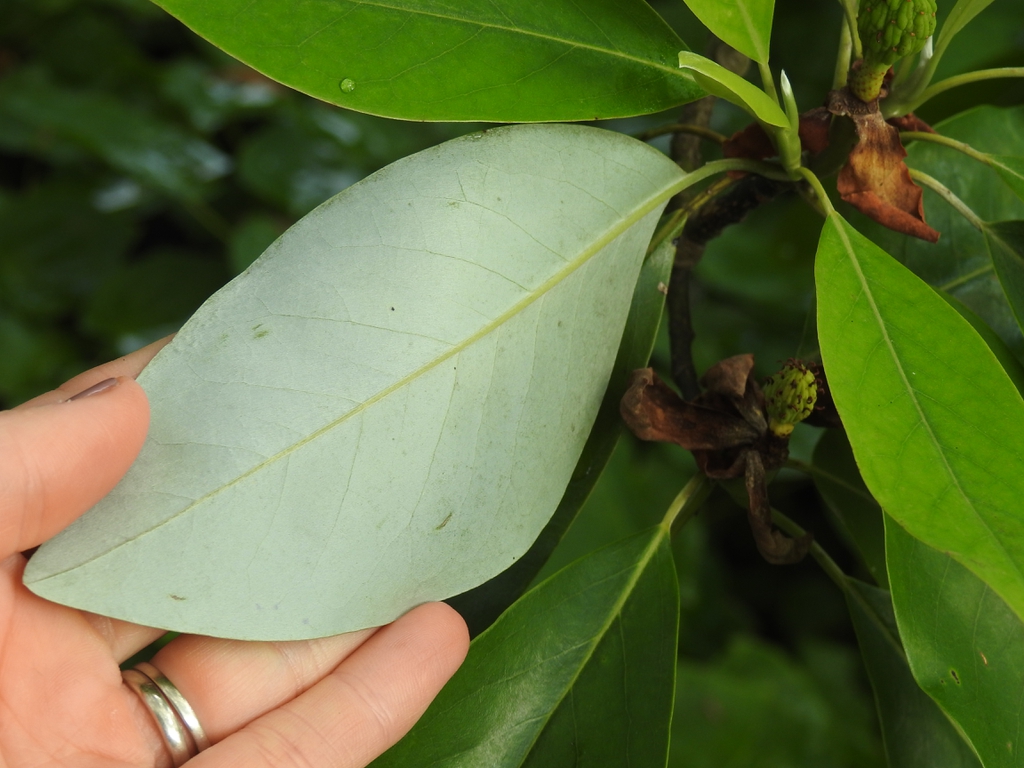 'Henry Hicks' lover leaf