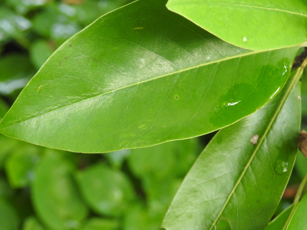 var australis 'Henry Hicks' upper leaf