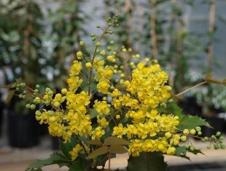 Mahonia 'JC Raulston'