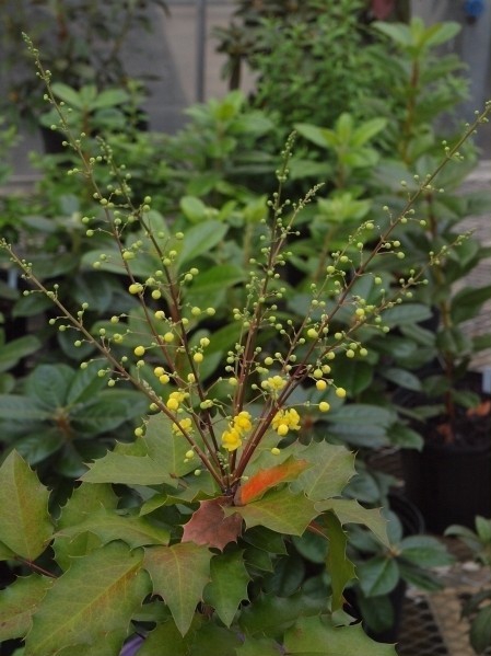 Mahonia 'JC Raulston'