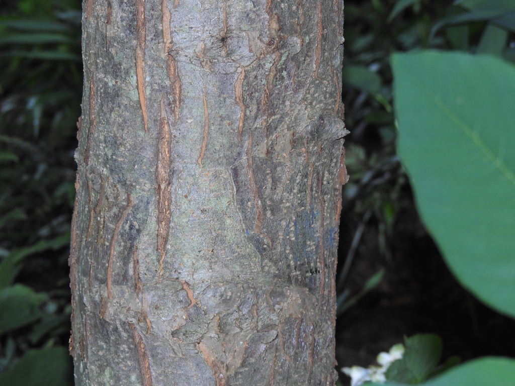 crabapple bark