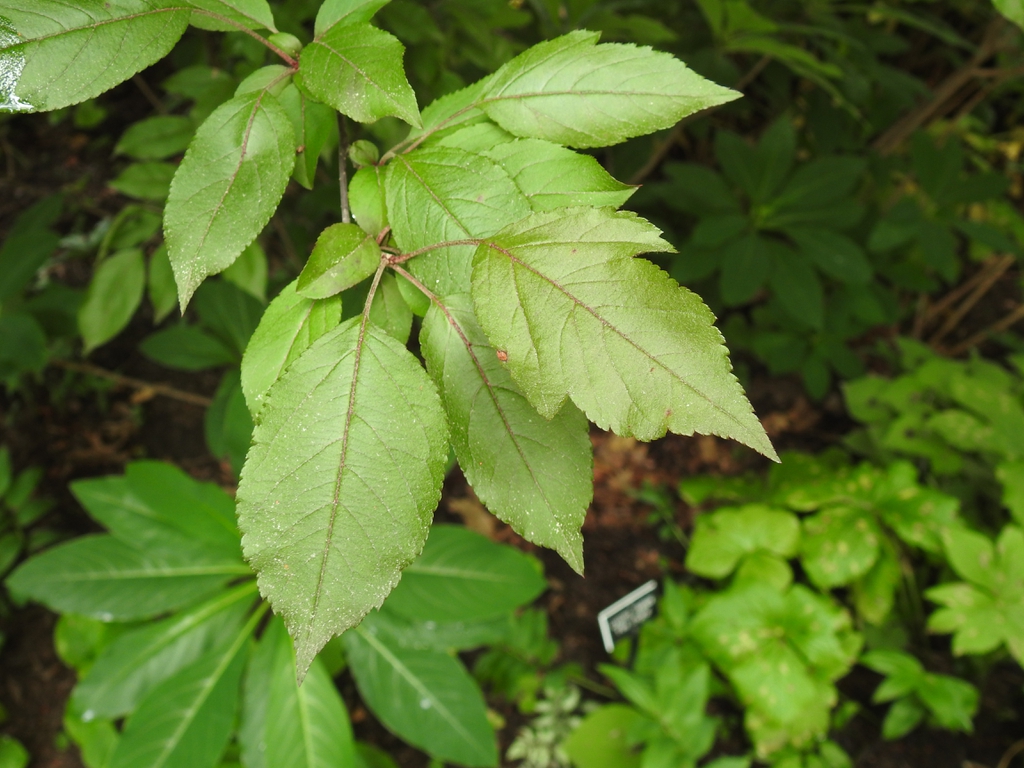 crabapple leaves