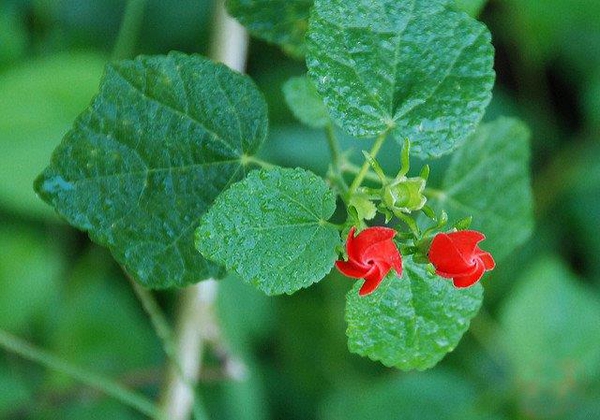Malvaviscus arboreus var. drummondi