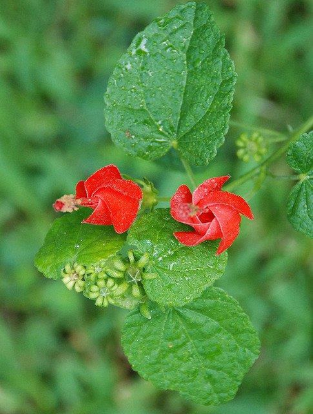 Malvaviscus arboreus var. drummondi
