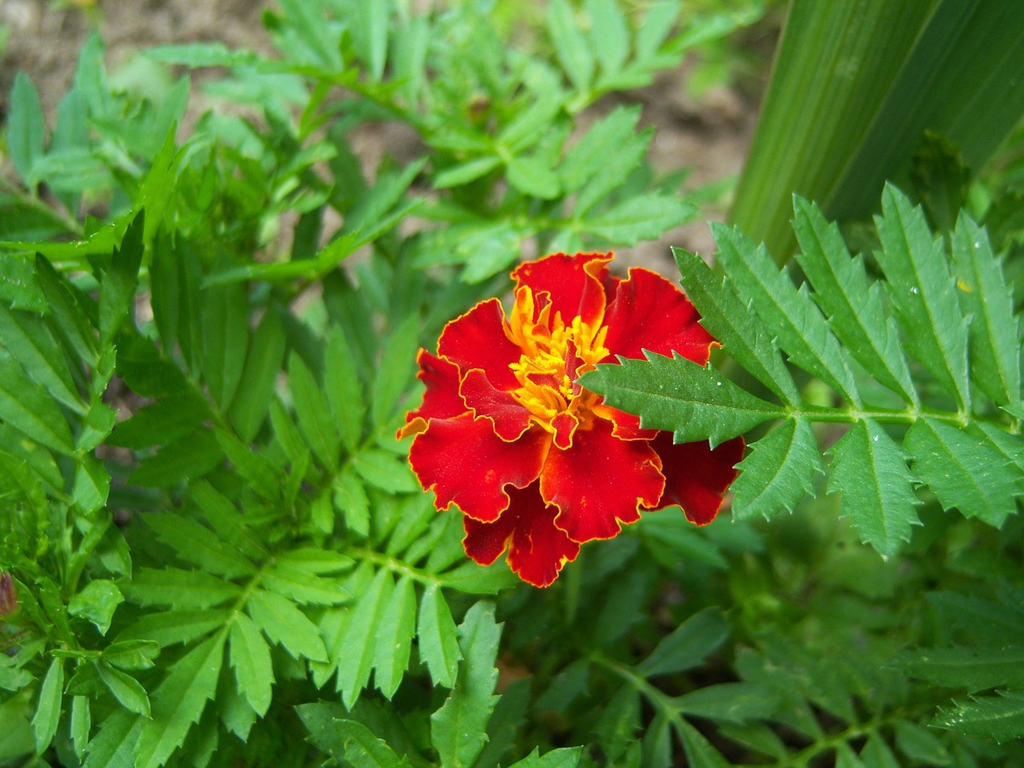 Pinnate leaves & a flower head of deep orange, gold-rimmed fls.