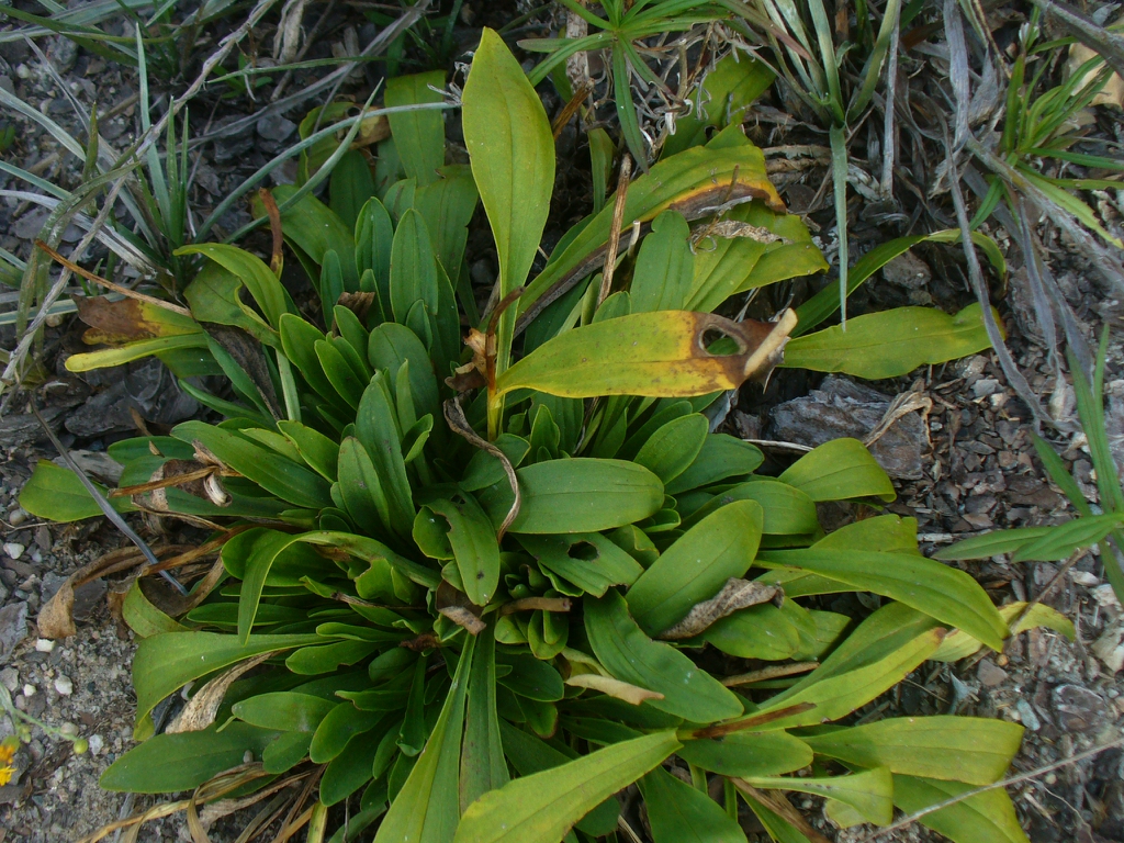 Marshallia obovata in the late summer in Moore County