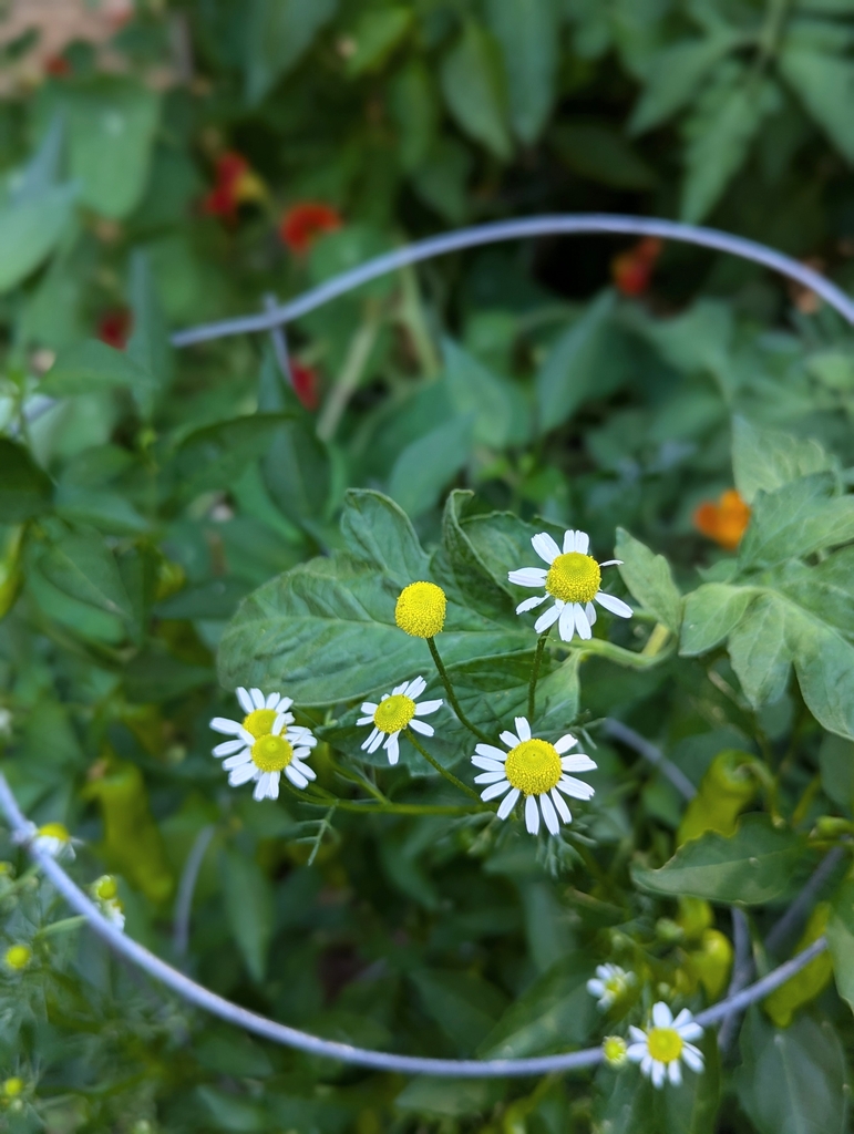 Flowers in garden
