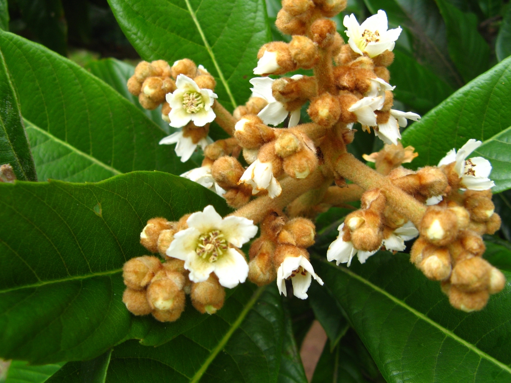 Eriobotrya Japonica