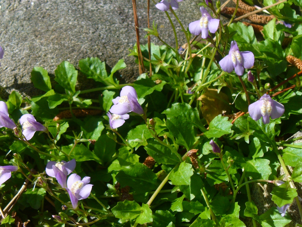 in spring in Moore County