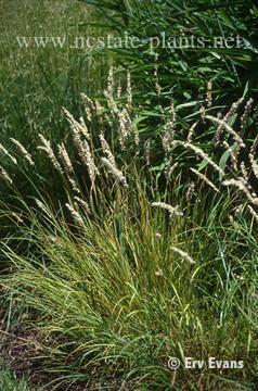 Melica ciliata