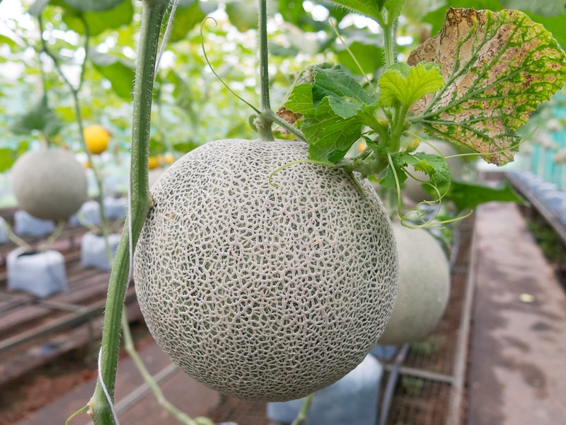 Canteloupe mellon with netted surface hanging on the vine.