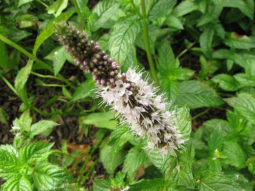 Mentha spica flower