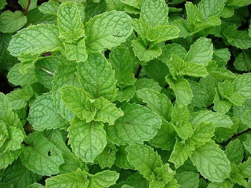 Mentha spica plant