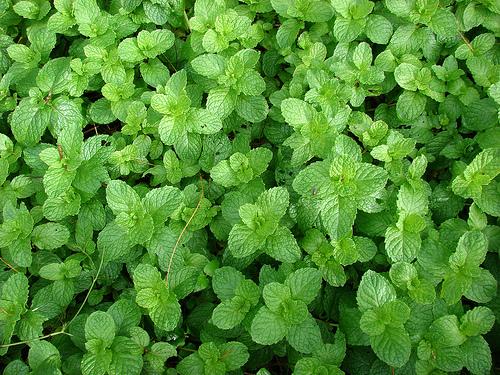 Mentha spica leaves