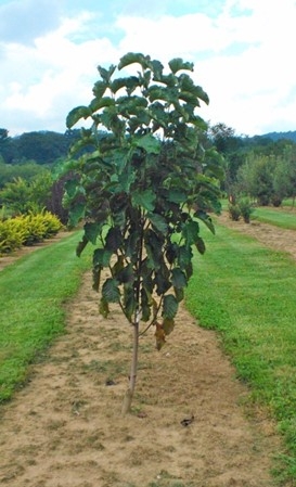 Mercury™ Magnolia