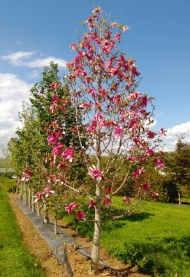 Mercury™ Magnolia