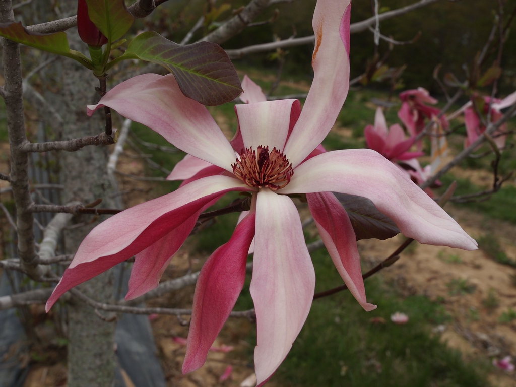 Huge flowers
