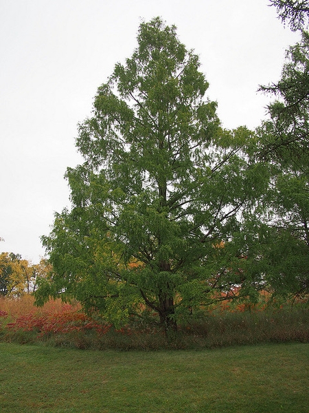 Metasequoia glyptostroboides