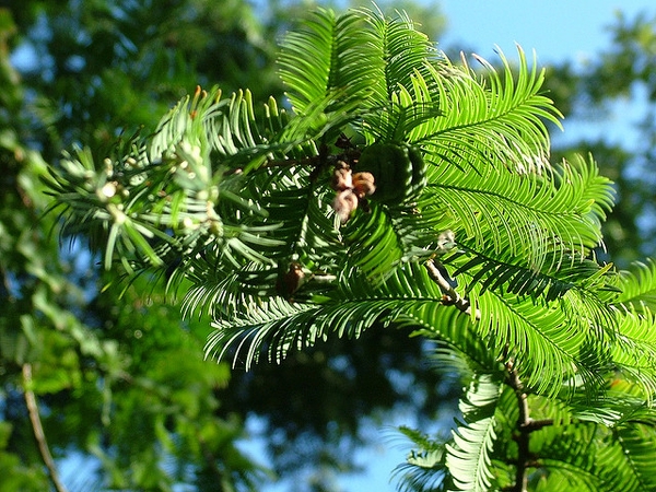 Metasequoia glyptostroboides