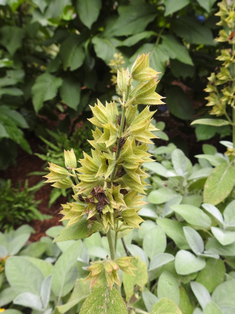Spike with the green calyces remaining after the flowers fell.