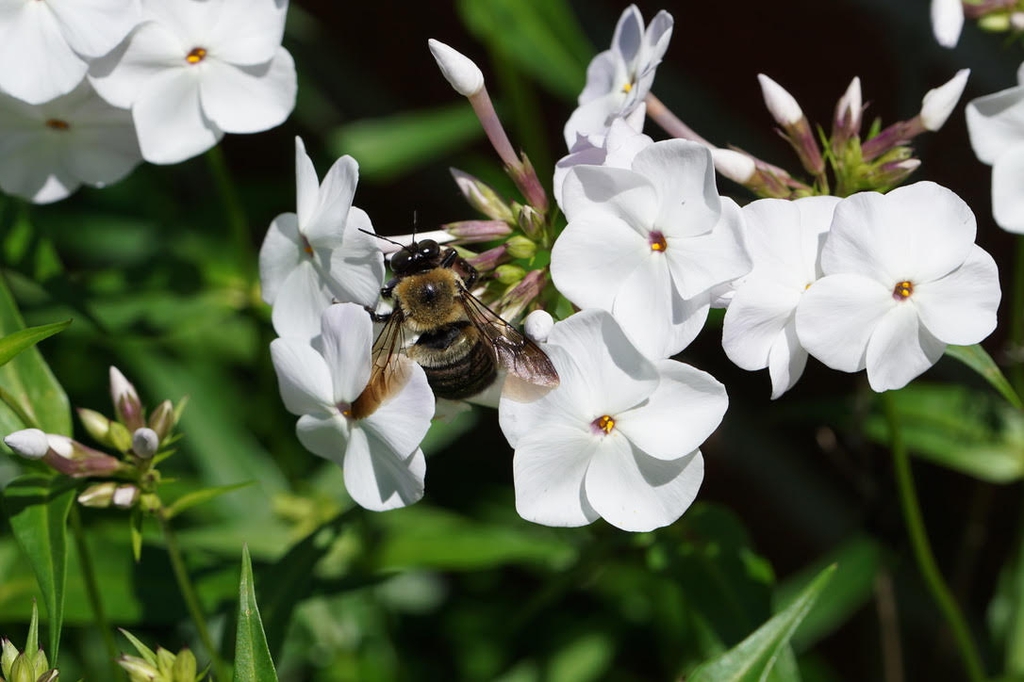 A bee nectaring on showy white flowers of 'Minnie Pearl' Pender