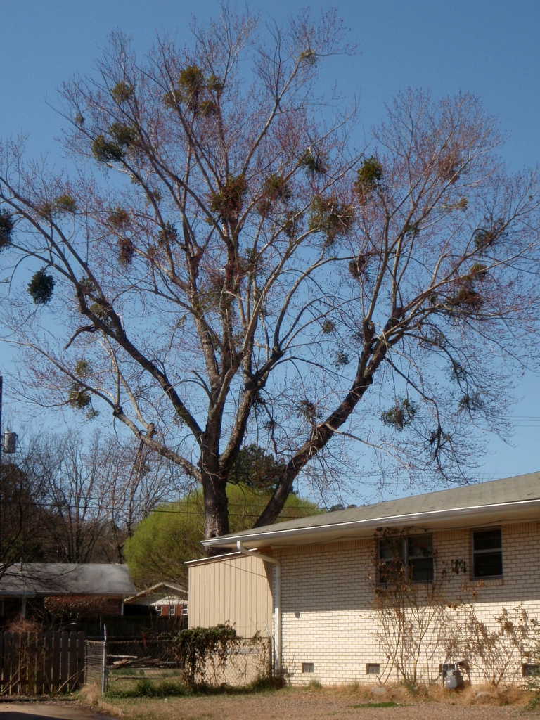 Fall Tree